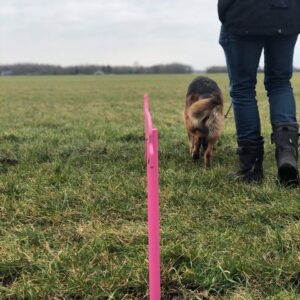 Marley op het speurveld