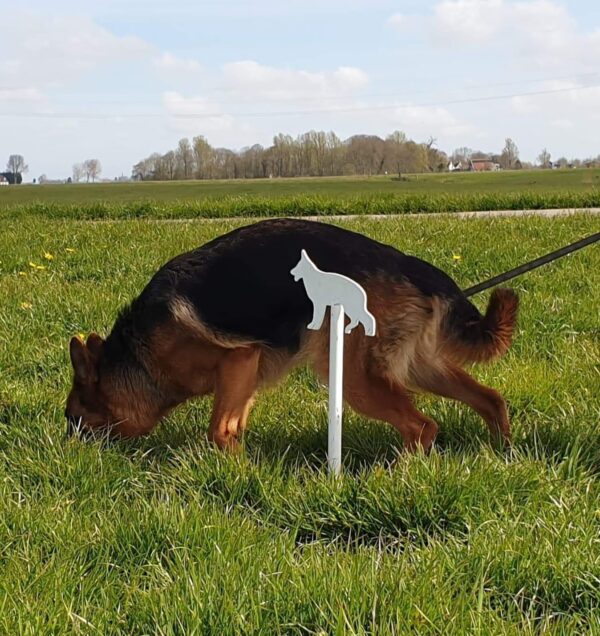 Amy heeft ook al zo'n mooi speurpaaltje. Dit is zo prachtig om te zien, die gaat ervoor. Geweldig!!!!